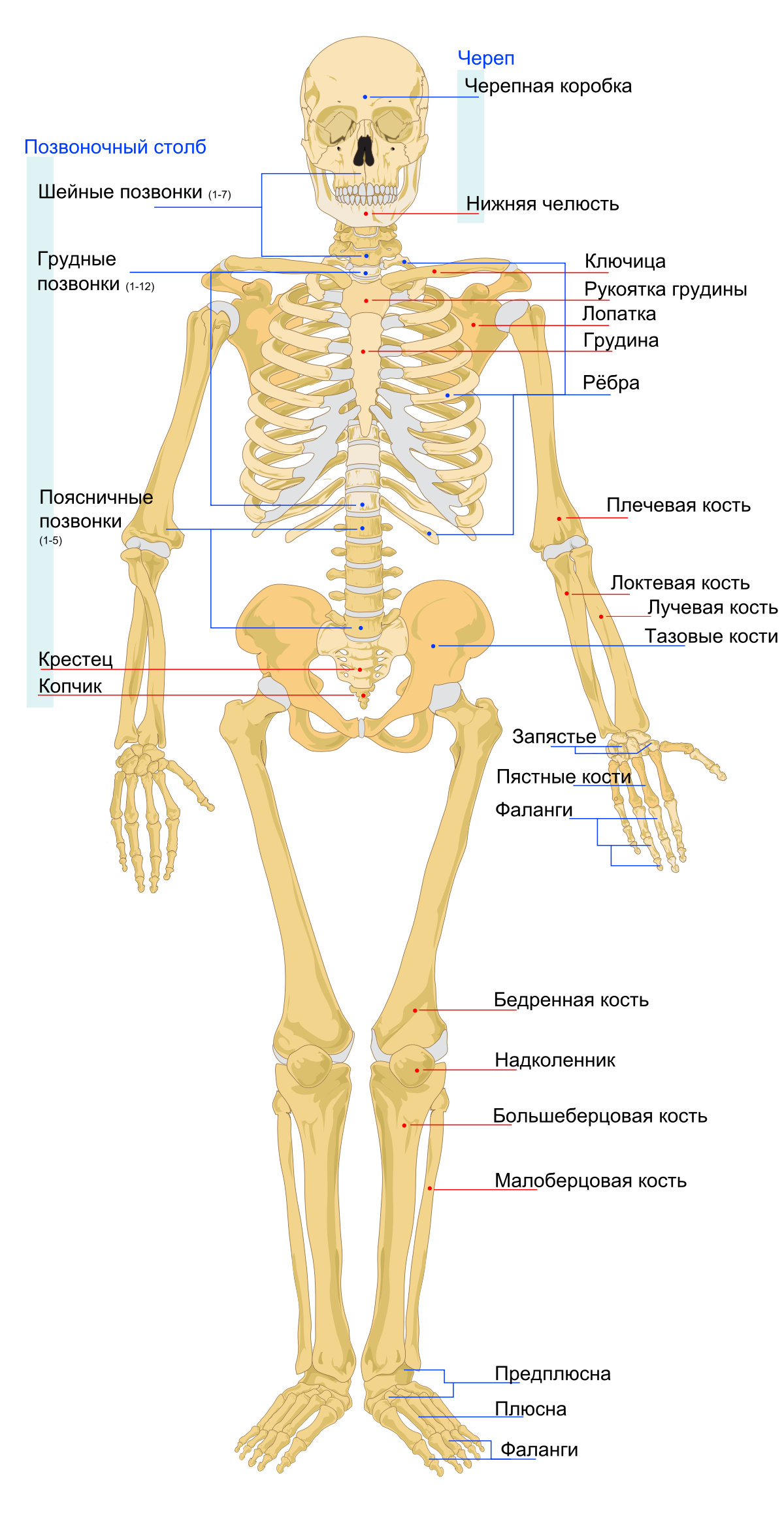 Скелет селедки строение функции особенности