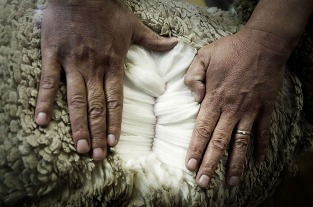 Меринос – особенности преимущества и использование шерсти мериносовых овец